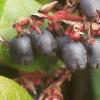 Gaultheria shallon, fruit