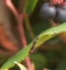 Gaultheria shallon, fruit