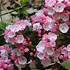 Kalmia latifolia, flowers