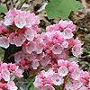 Kalmia latifolia, flowers