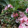Kalmia latifolia, flowers
