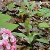 Kalmia latifolia, flowers