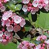 Kalmia latifolia, flowers