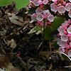 Kalmia latifolia, flowers
