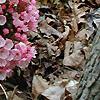 Kalmia latifolia, flowers