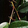 Leucothoe fontanesiana, leaves