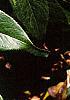 Leucothoe fontanesiana, leaves