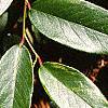 Leucothoe fontanesiana, leaves