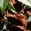 Leucothoe fontanesiana, leaves