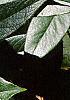 Leucothoe fontanesiana, leaves