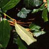 Leucothoe fontanesiana, leaves