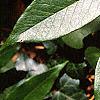 Leucothoe fontanesiana, leaves