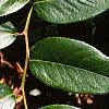 Leucothoe fontanesiana, leaves