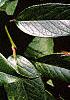 Leucothoe fontanesiana, leaves