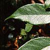 Leucothoe fontanesiana, leaves