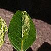 Leucothoe fontanesiana 'Girard's Rainbow', leaves