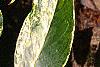 Leucothoe fontanesiana 'Girard's Rainbow', leaves