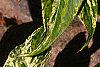 Leucothoe fontanesiana 'Girard's Rainbow', leaves