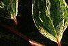Leucothoe fontanesiana 'Girard's Rainbow', leaves