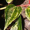 Leucothoe fontanesiana 'Girard's Rainbow', leaves