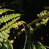 Leucothoe fontanesiana 'Girard's Rainbow', leaves