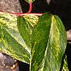 Leucothoe fontanesiana 'Girard's Rainbow', leaves