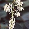 Leucothoe fontanesiana 'Girard's Rainbow', flowers
