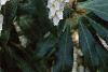 Pieris japonica, flowers