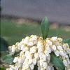 Pieris japonica, flowers