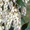 Pieris japonica, flowers
