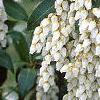 Pieris japonica, flowers