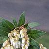 Pieris japonica, flowers