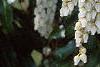 Pieris japonica, flowers