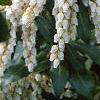 Pieris japonica, flowers