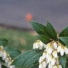 Pieris japonica, flowers