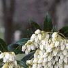 Pieris japonica, flowers