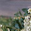 Pieris japonica, flowers