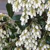 Pieris japonica, flowers