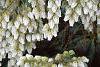 Pieris japonica, flowers
