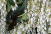 Pieris japonica, flowers