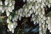 Pieris japonica, flowers