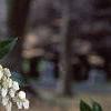 Pieris japonica, flowers