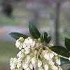 Pieris japonica, flowers