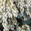 Pieris japonica, flowers