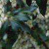 Pieris japonica, flowers