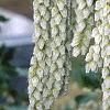 Pieris japonica, flowers