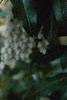 Pieris japonica, flowers