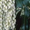 Pieris japonica, flowers