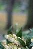 Pieris japonica, flowers