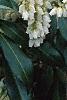 Pieris japonica, flowers